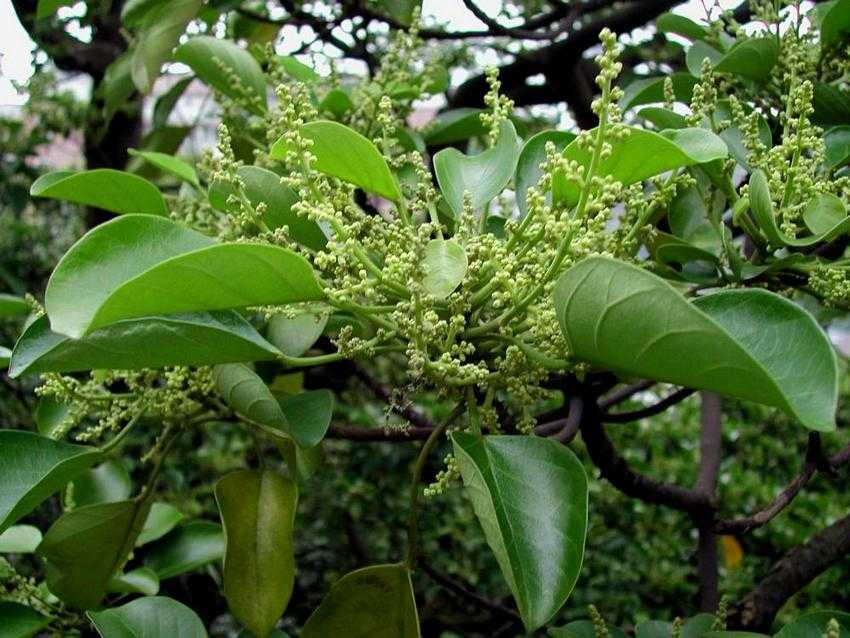 Endosperma chinense